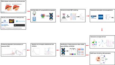 Proteasome-dependent senescent tumor cells mediate immunosuppression through CCL20 secretion and M2 polarization in pancreatic ductal adenocarcinoma